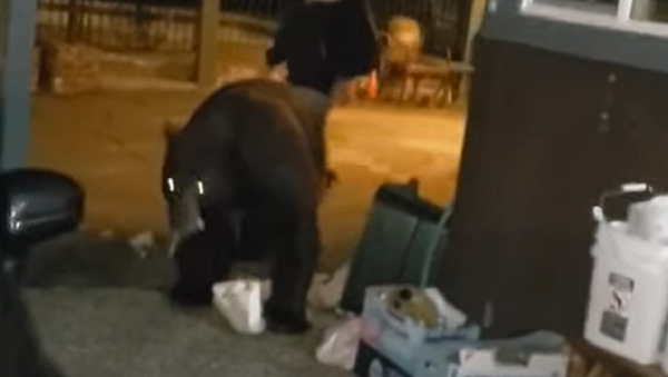 Un turista ebrio le da un gran susto a un enorme oso pardo  - Sputnik Mundo
