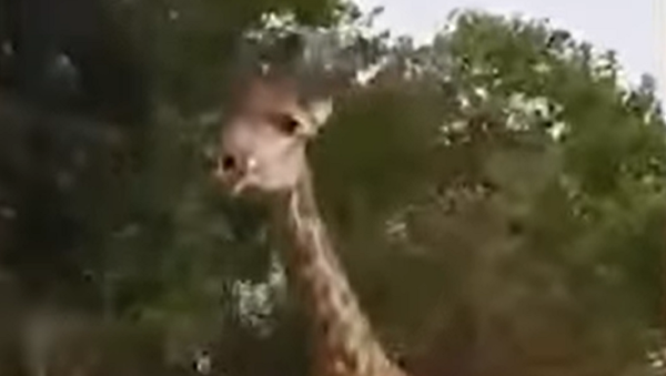 Un grupo de turistas saca de sus casillas a una jirafa en Kenia  - Sputnik Mundo