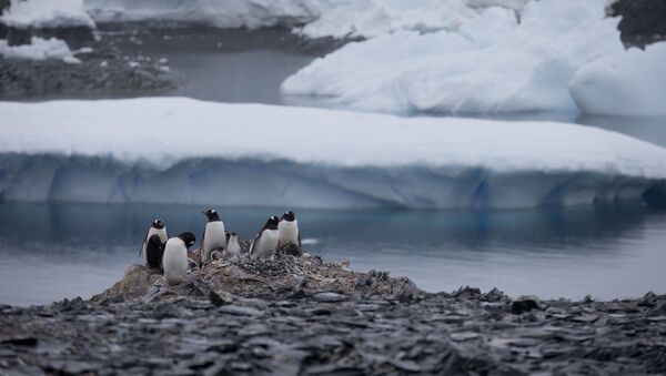 Unos pingüinos sobre las rocas en la península antártica - Sputnik Mundo