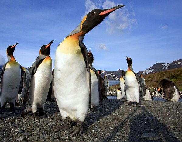 Una colonia de pingüinos fue captada en una isla de Georgia del Sur en el océano Atlántico. - Sputnik Mundo