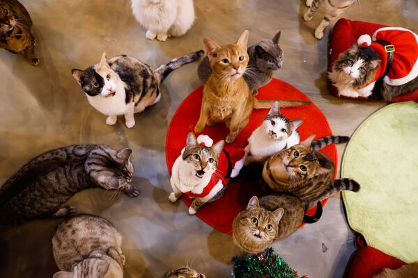 Los gatos del refugio de animales abandonados Catgarden en Seúl (Corea del Sur). - Sputnik Mundo