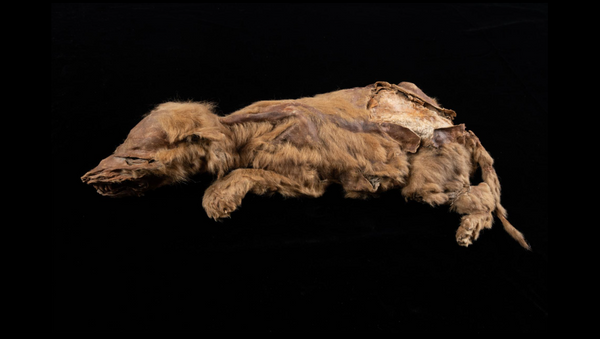 El lobo momificado hallado en Yukón - Sputnik Mundo