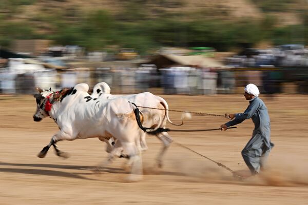 Pero este animal también es el protagonista en una de las competiciones tradicionales más antiguas y peligrosas del sur de Asia, se trata de la carrera de trineos de toros. En la foto: una tradicional carrera de toros en la aldea de Bilawal, Pakistán, 2019. - Sputnik Mundo