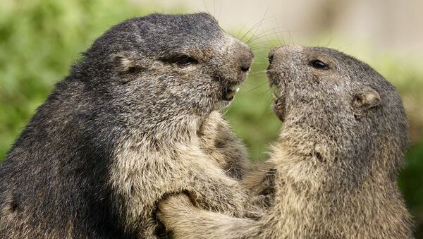 Dos marmotas (imagen referencial) - Sputnik Mundo