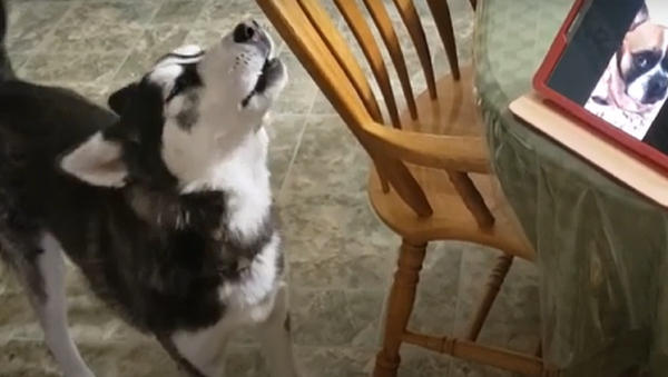 La distancia no es obstáculo para la amistad: dos perros se saludan por videollamada  - Sputnik Mundo