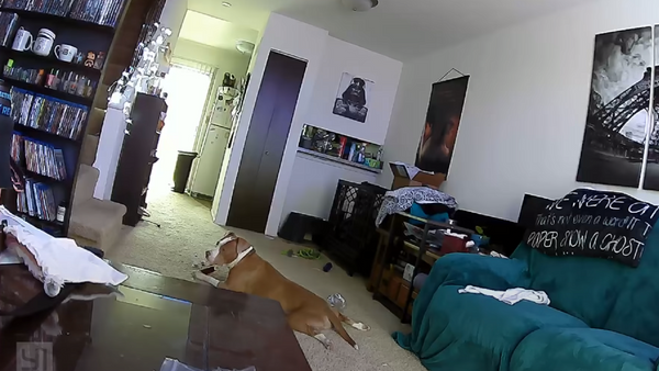 ¡No juegues con baterías! Este travieso perro casi incendia el apartamento de sus dueños - Sputnik Mundo