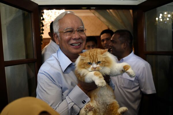 El primer ministro de Malasia, Najib Razak, es un conocido aficionado a los gatos. Su residencia es el hogar de cuatro gatos de pelo largo a la vez.En la foto: Najib Razak con su gata Kiki en su residencia en Kuala Lumpur, 2017.   - Sputnik Mundo