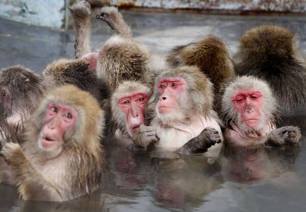 Los macacos se bañan en una fuente termal en un jardín botánico tropical en la isla de Hokkaido, Japón. - Sputnik Mundo
