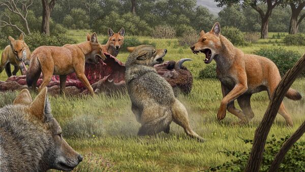 Una manada de lobos terribles (Canis dirus) se alimenta mientras que unos lobos grises se acercan para compartir la comida - Sputnik Mundo