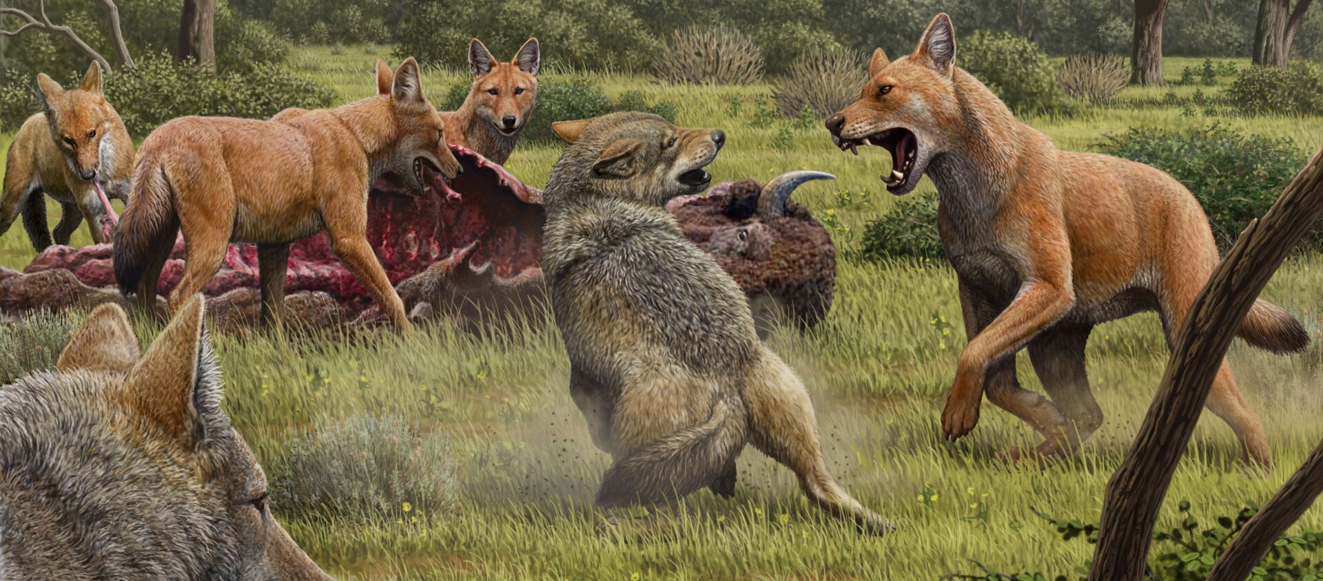 Una manada de lobos terribles (Canis dirus) se alimenta mientras que unos lobos grises se acercan para compartir la comida - Sputnik Mundo, 1920, 15.01.2021