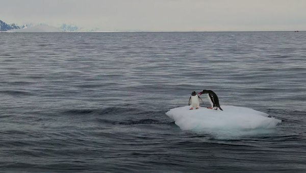 Dos pingüinos pelean por un témpano de hielo - Sputnik Mundo