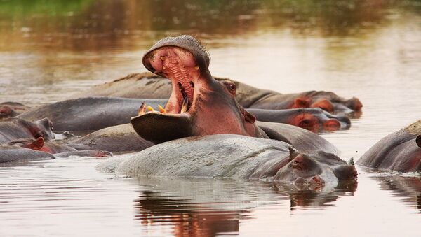 Unos hipopótamos (imagen referencial) - Sputnik Mundo