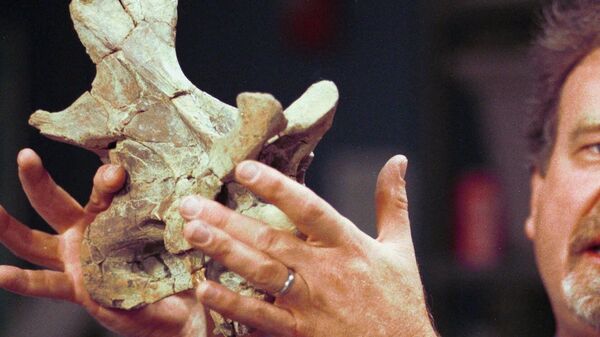 Un hombre sostiene un fosil de la vértebra de un saurópodo (archivo) - Sputnik Mundo