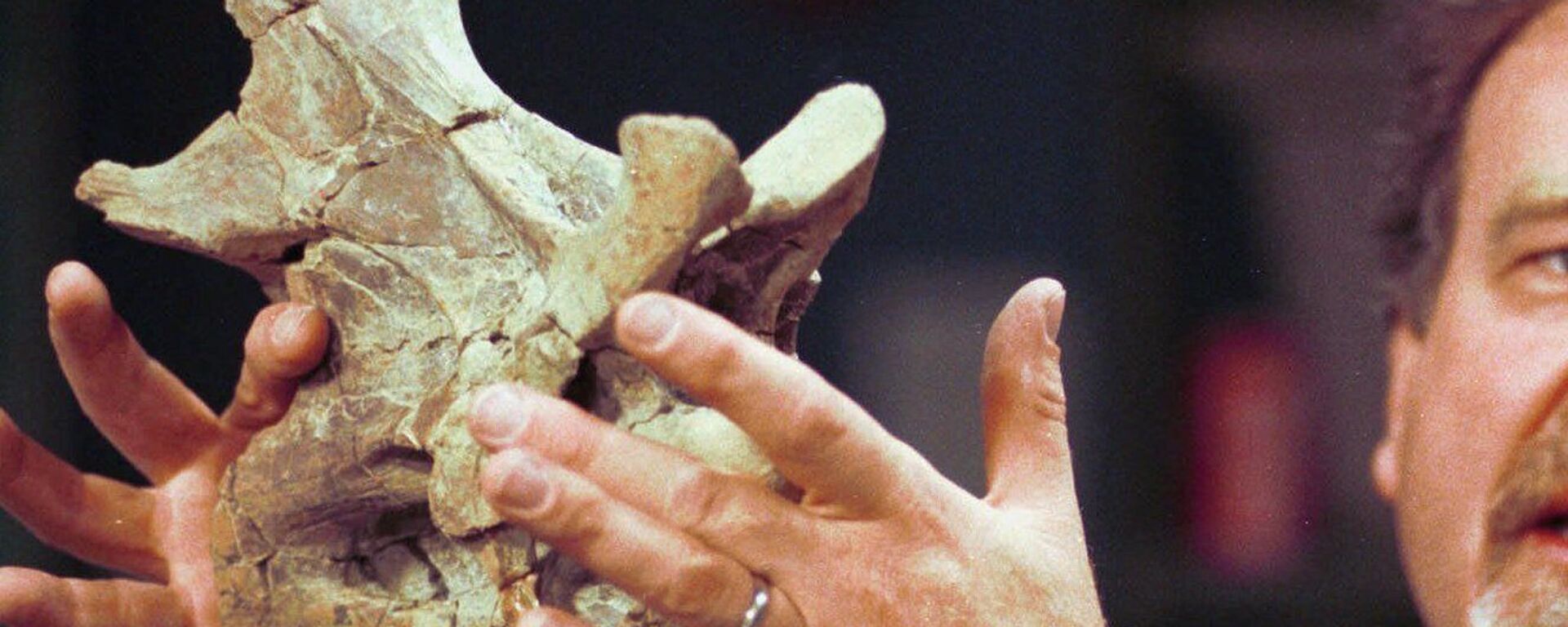 Un hombre sostiene un fosil de la vértebra de un saurópodo (archivo) - Sputnik Mundo, 1920, 19.01.2021