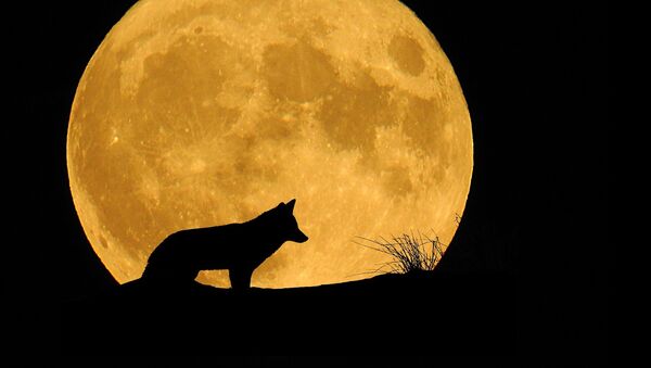 Un lobo frente a la Luna, referencial - Sputnik Mundo