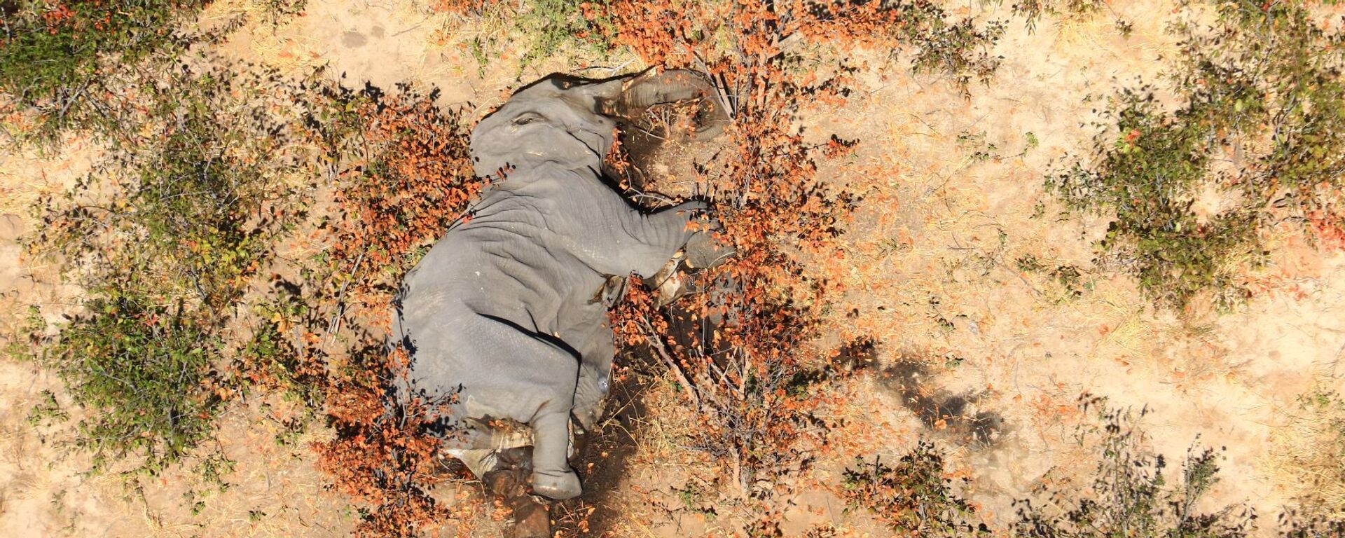 Elefantes muertos en Botsuana - Sputnik Mundo, 1920, 29.01.2021