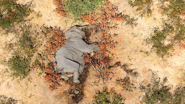 Elefantes muertos en Botsuana - Sputnik Mundo