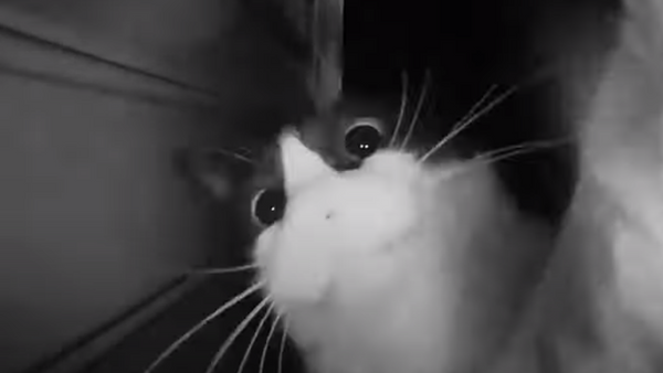 Un gato tocando el timbre  - Sputnik Mundo