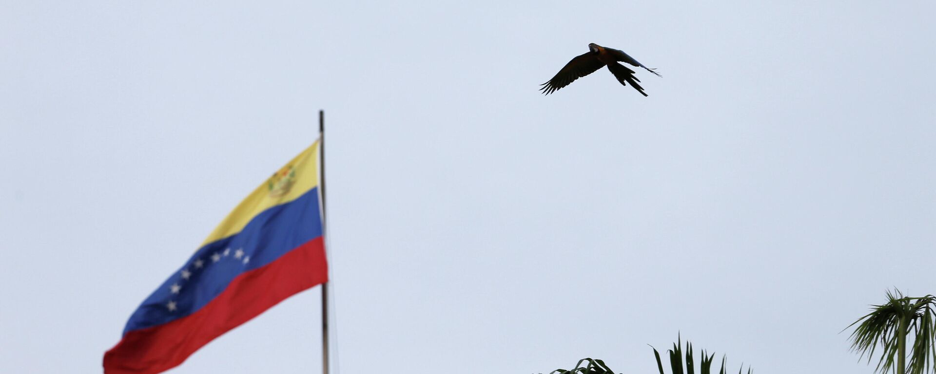 La bandera de Venezuela - Sputnik Mundo, 1920, 05.03.2022