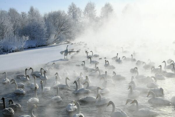 Unos cisnes cantores en un lago en la región de Altái (Rusia). - Sputnik Mundo