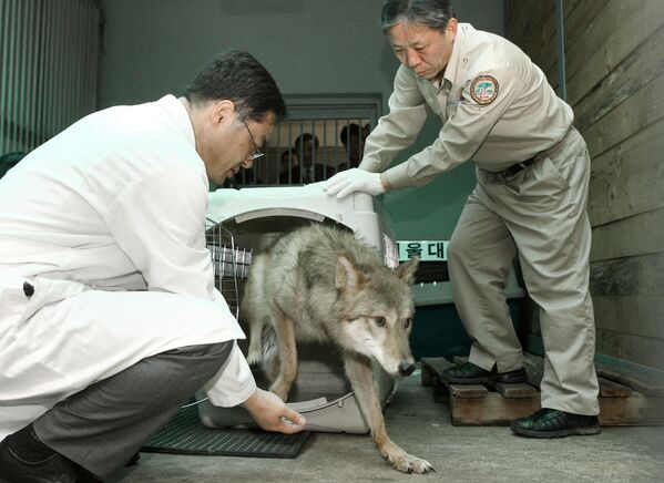 Los científicos surcoreanos clonaron en 2005 dos lobos en peligro de extinción. - Sputnik Mundo