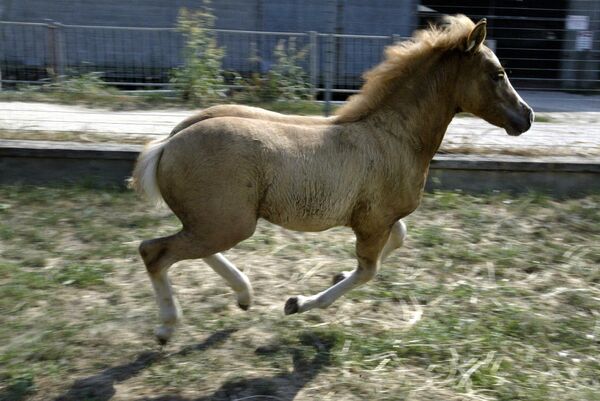 En 2003, el primer caballo clonado, Prometeo, nació en un laboratorio de tecnología reproductiva en Italia. Los científicos hicieron más de 300 intentos antes de conseguir cultivar el clon. - Sputnik Mundo