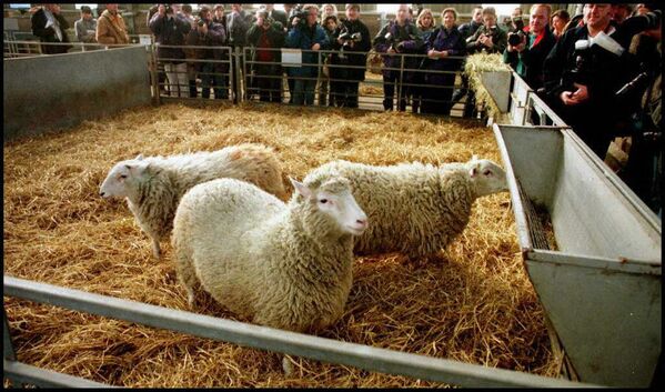 El primer animal clonado fue la famosa oveja Dolly, en 1996. El experimento se calificó como un gran avance comparable a la división de átomo. Dolly vivió seis años y medio y dio a luz a seis corderos. - Sputnik Mundo