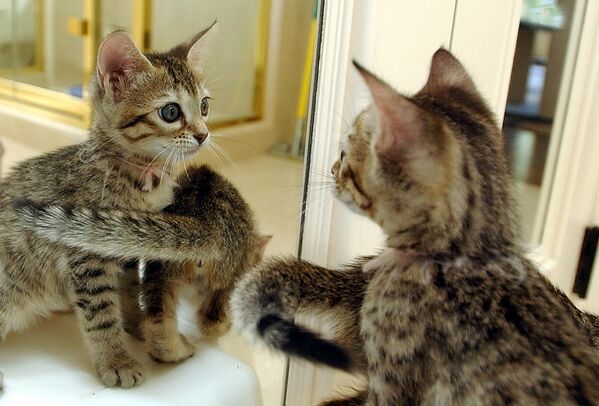 El primer gato clonado del mundo, llamado Copy Cat, nació en el estado norteamericano de Texas en 2001, y al cabo de unos años una empresa de San Francisco empezó a ofrecer copias de mascotas por 50.000 dólares. - Sputnik Mundo