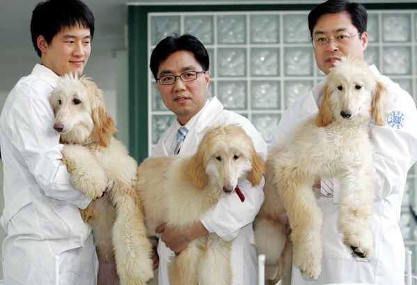 El cachorro de lebrel afgano Snuppy fue el primer perro clonado del mundo. Nació en Corea del Sur en 2005. En 2008, Snuppy participó en la primera cría exitosa conocida de perros clonados, de la que nacieron 10 cachorros. - Sputnik Mundo