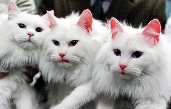 A mediados de la década del 2000, unos científicos surcoreanos clonaron unos gatos con genes alterados responsables de la producción de la proteína fluorescente. Los animales emitían un extraño resplandor bajo la luz ultravioleta. - Sputnik Mundo