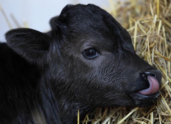 En 2010 nació el primer toro de lidia en España. Se llamó Got y pesó casi 25 kilos al nacer. - Sputnik Mundo
