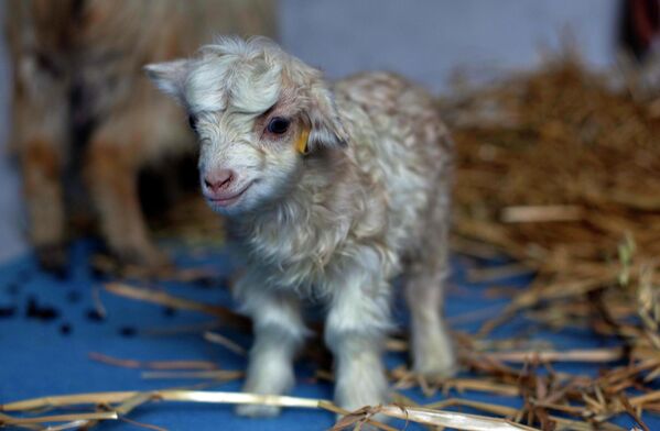En 2012, los científicos indios consiguieron crear un clon de la rara cabra de pashmina, cuya lana sirve de materia prima para la fabricación del tejido. Se llamó Noori. - Sputnik Mundo