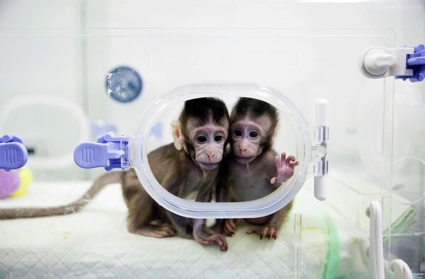 En 2018, los biólogos moleculares de China utilizaron la técnica que se usó para clonar a Dolly y por primera vez hicieron dos copias completas del mismo mono. - Sputnik Mundo