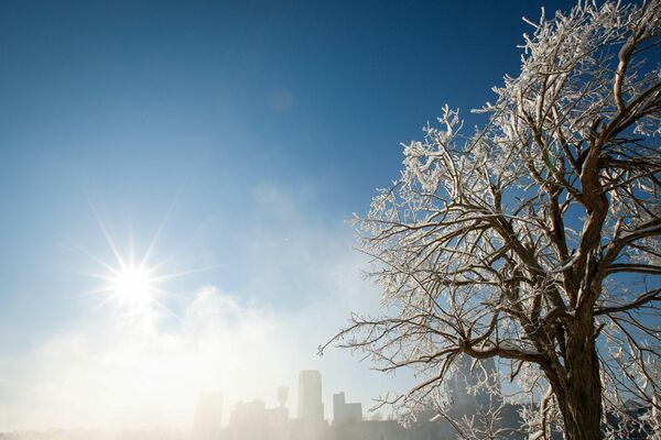 El hielo se forma en los árboles en el Parque Nacional de la ciudad de Niagara Falls debido a las bajas temperaturas en el estado de Nueva York. - Sputnik Mundo