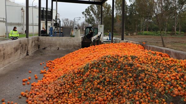 Tratamiento de las naranjas en depuradora - Sputnik Mundo