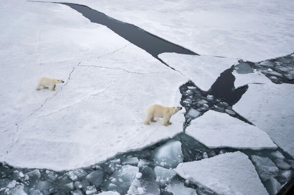El oso polar maduro llega a pesar entre 350 a 540 kilogramos. En la foto: una hembra de oso blanco junto a su cría en la Tierra de Francisco José, en el mar de Barents. - Sputnik Mundo
