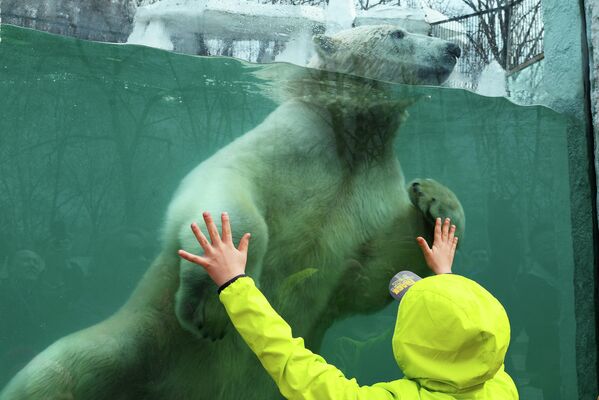 Los osos polares tienen en sus patas una especie de membrana que les ayuda a nadar. En la foto: un oso blanco en el zoológico de Jabárovsk. - Sputnik Mundo