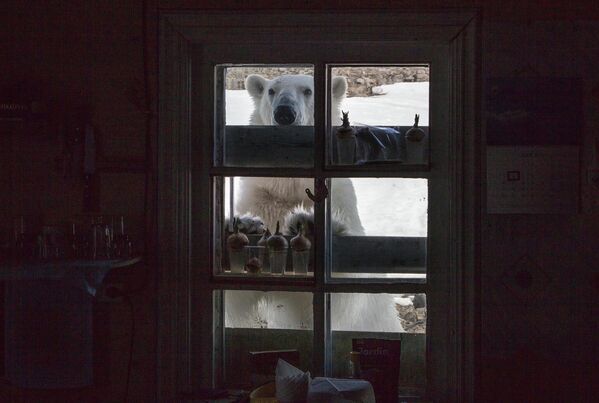 Un oso blanco mira por la ventana de una estación polar, en la Tierra de Francisco José. - Sputnik Mundo