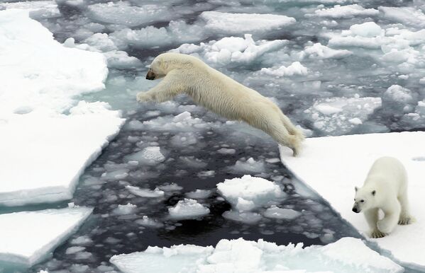 Los osos polares no temen al frío y pueden pasar todo el día en aguas gélidas.  - Sputnik Mundo