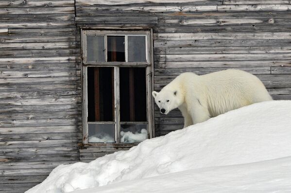 Los osos polares solo habitan en las costas árticas e islas de cinco países: Rusia, Canadá, Noruega, Dinamarca y EEUU. - Sputnik Mundo