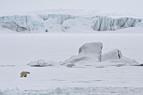 Estos animales cazan focas desde plataformas de hielo. - Sputnik Mundo