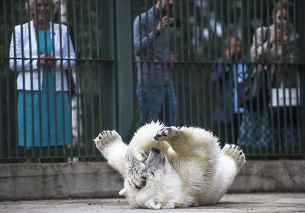 La osa polar Umka-Ayuany, en el Centro de Reproducción de Especies Raras del Zoológico de Moscú. - Sputnik Mundo