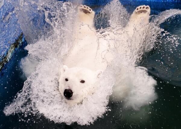 La osa blanca Ursula disfruta del agua fría en la piscina del zoológico de Krasnoyarsk. - Sputnik Mundo