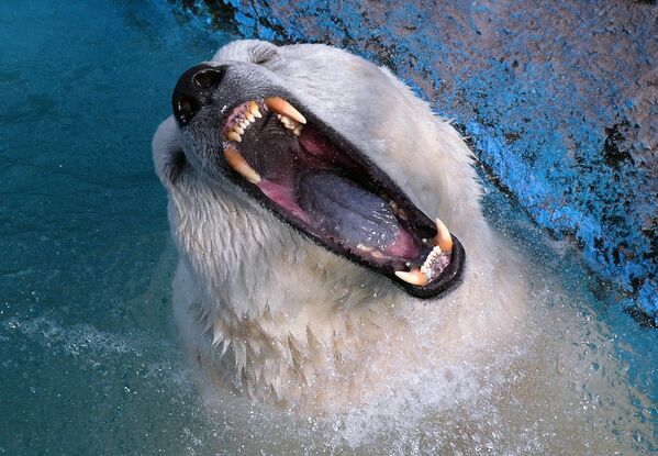 El oso polar se encuentra en peligro de extinción a causa del calentamiento global, la contaminación y la caza furtiva. - Sputnik Mundo