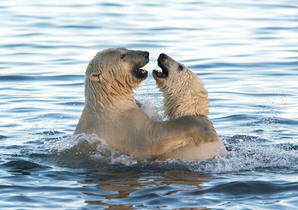 A diferencia de muchos otros animales, los osos polares no suelen formar parejas estables. - Sputnik Mundo