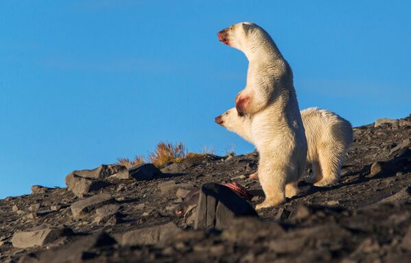 El oso polar es el mamífero carnívoro más grande del planeta. - Sputnik Mundo