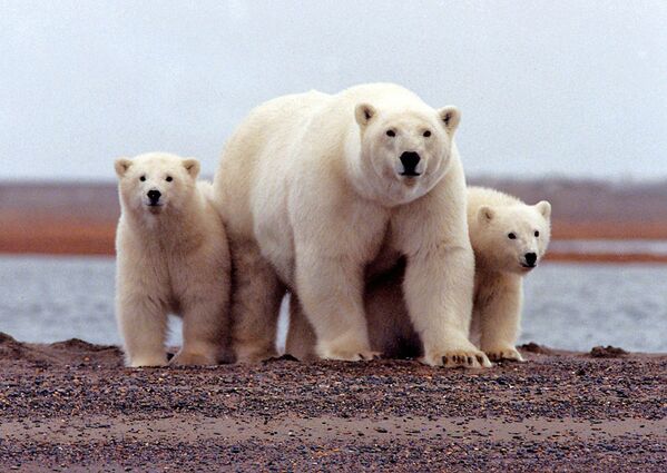 Tres osos polares sobre el hielo del mar de Beaufort, en el Refugio Nacional de Vida Silvestre del Ártico. - Sputnik Mundo