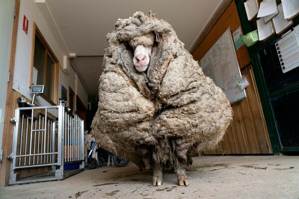 Unos voluntarios del santuario de animales australiano Edgar&#x27;s Mission hallaron a una oveja solitaria, a la que nombraron Baarack, en un bosque. El animal causó impacto internacional por su aspecto, ya que no había sido trasquilado en mucho tiempo y llevaba 35 kilos de lana en su cuerpo. - Sputnik Mundo
