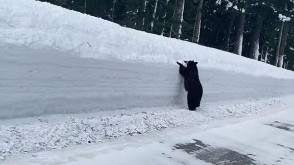 A la desesperada: un oso es acorralado por la nieve en la carretera - Sputnik Mundo