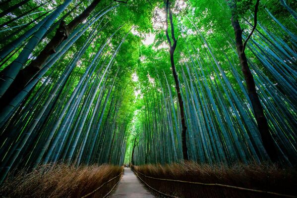 El bosque de bambú de Sagano se encuentra en Japón, al oeste de Kioto y en la región de Arashiyama. Los senderos que atraviesan las arboledas son ideales para caminar o andar en bicicleta. El Gobierno japonés ha incluido en la lista de &#x27;cien sonidos imprescindibles para preservar en Japón&#x27; el que hace el bambú que crece en el bosque cuando se balancea con el viento. - Sputnik Mundo